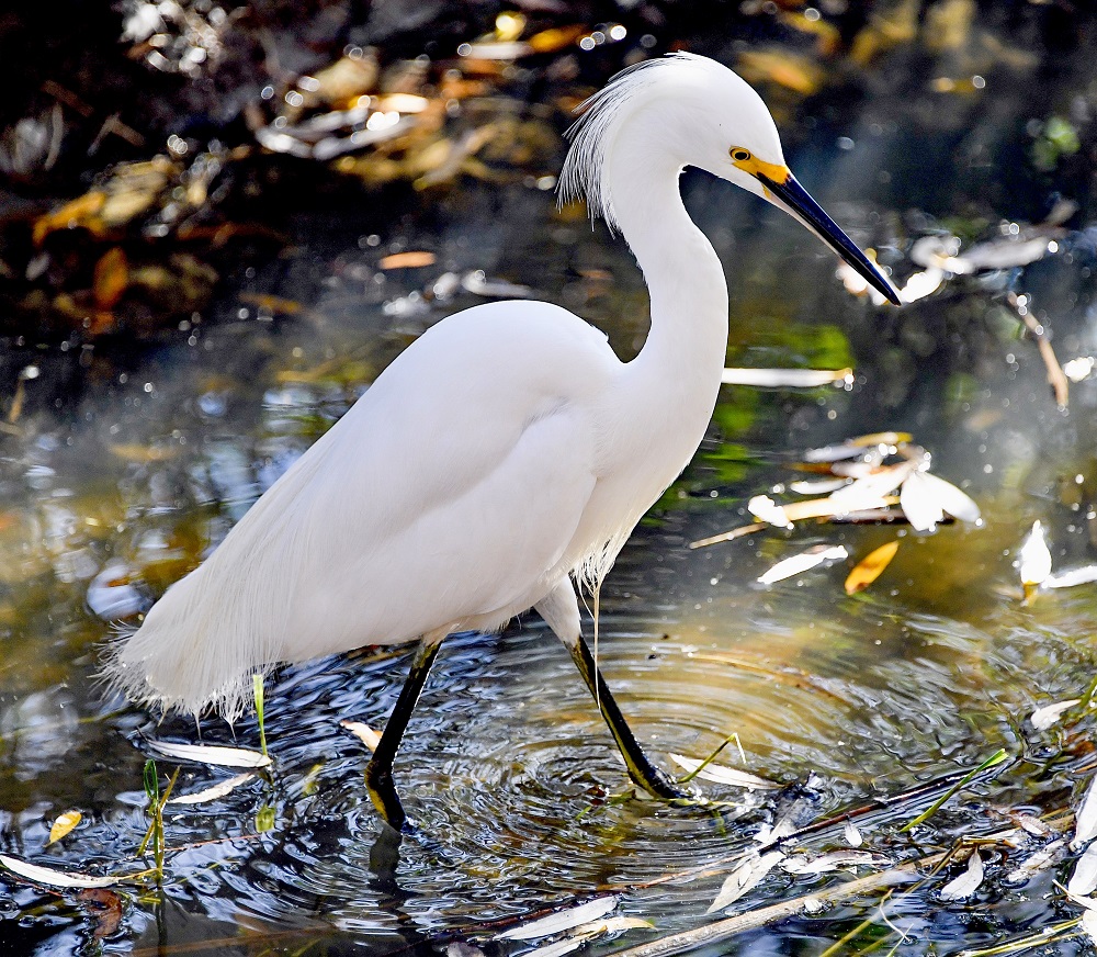 Sun Photo A00059 Snow Egret Hunting in Wood Conyon